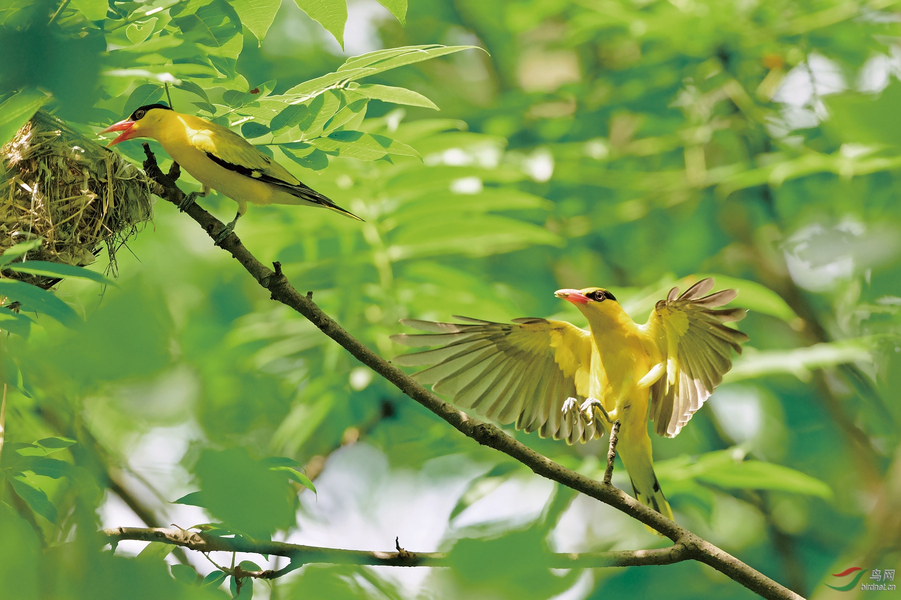 黄鹂双压柳枝低