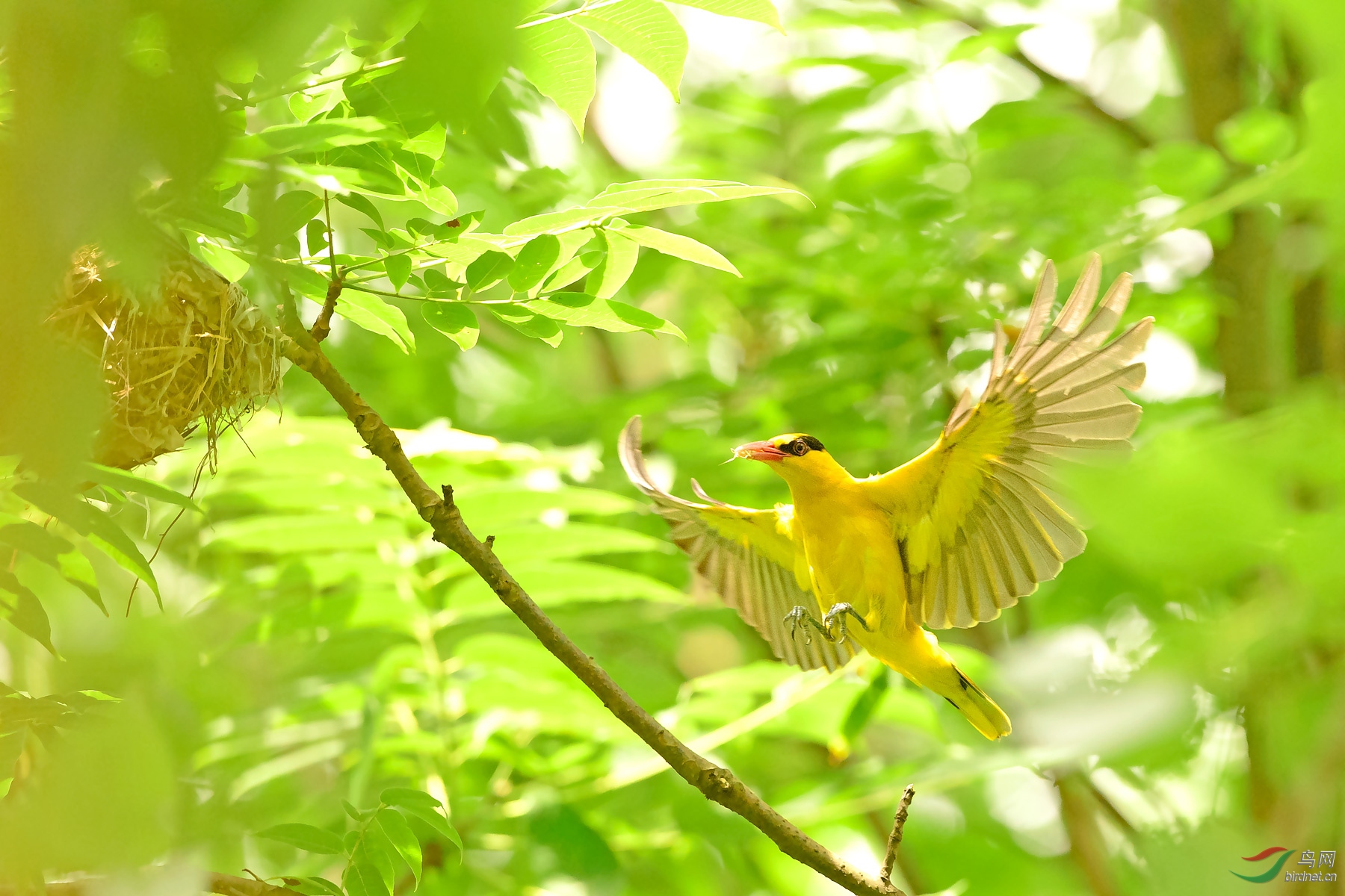 黄鹂双压柳枝低
