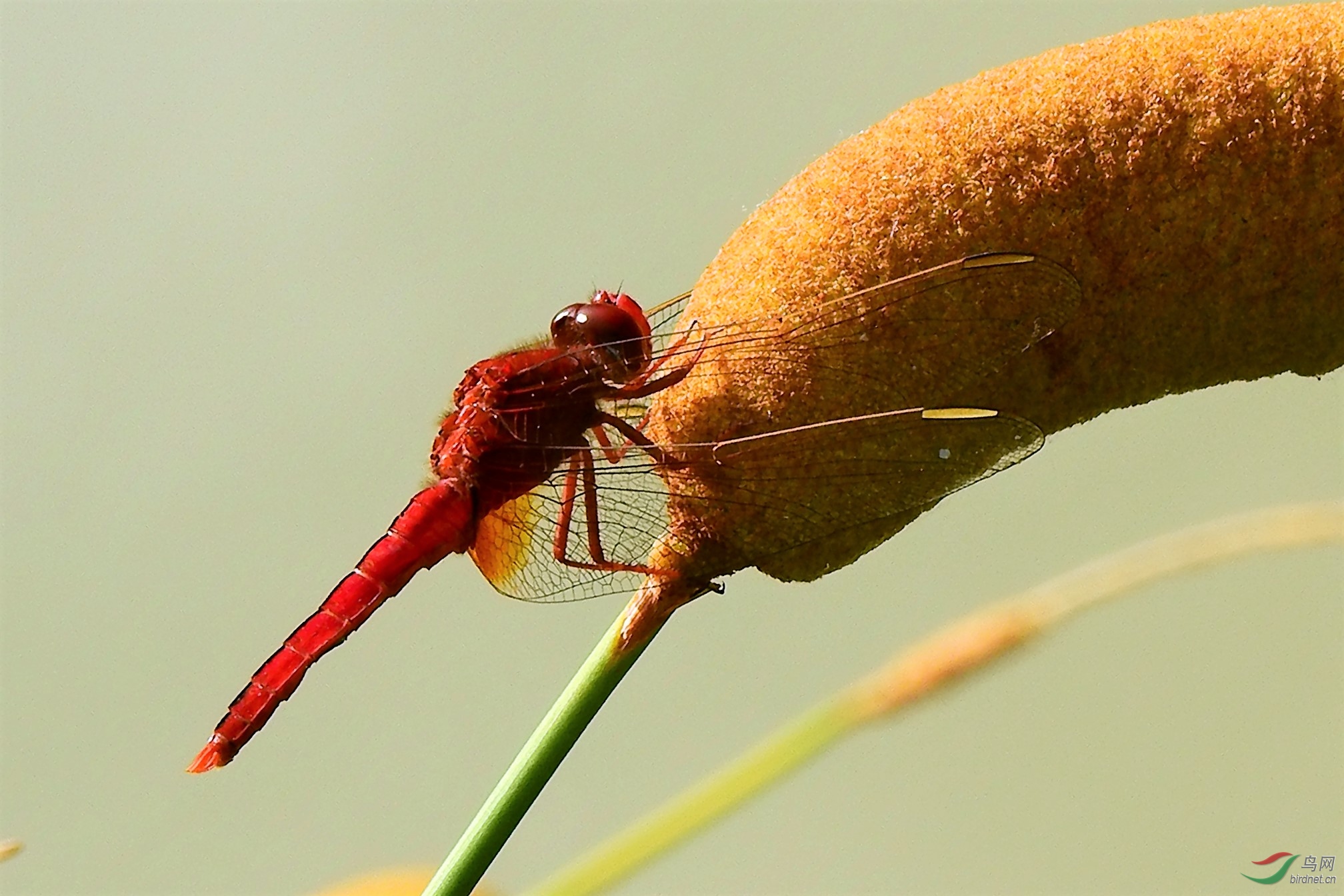 红蜻蜓