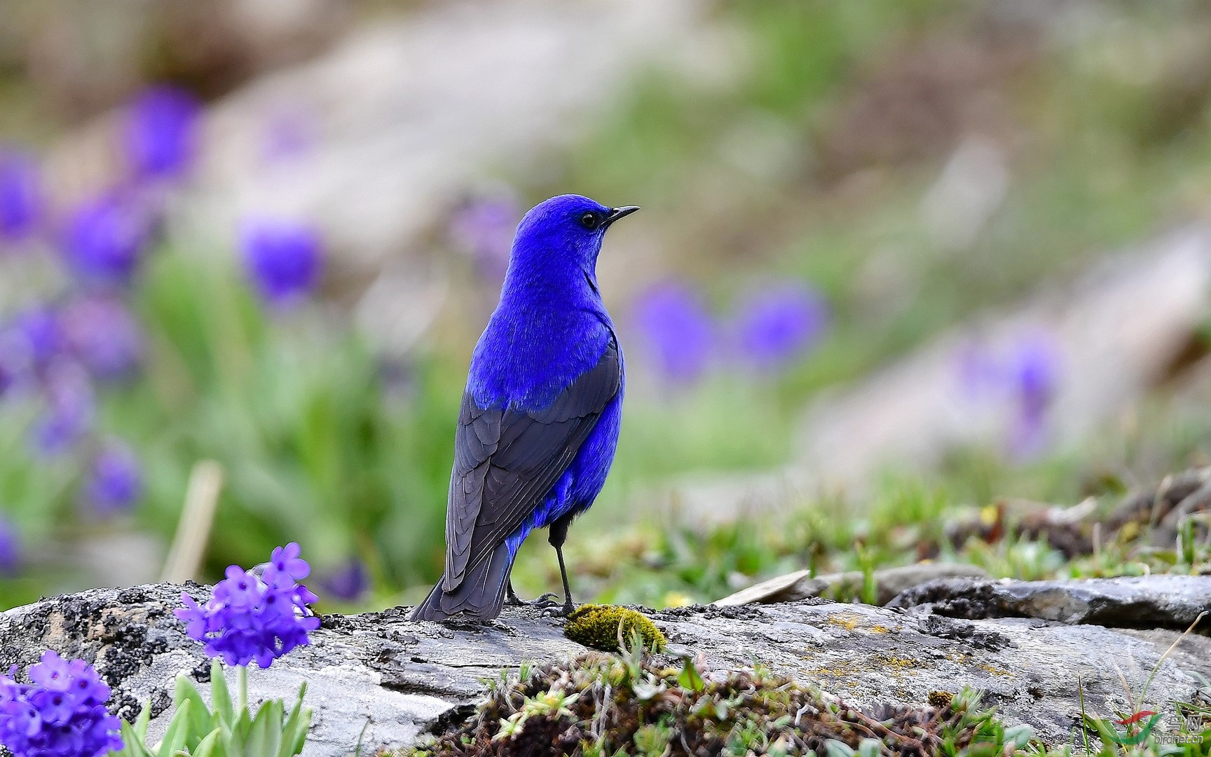 [林鸟] 我的蓝色,我的梦!------蓝大翅鸲