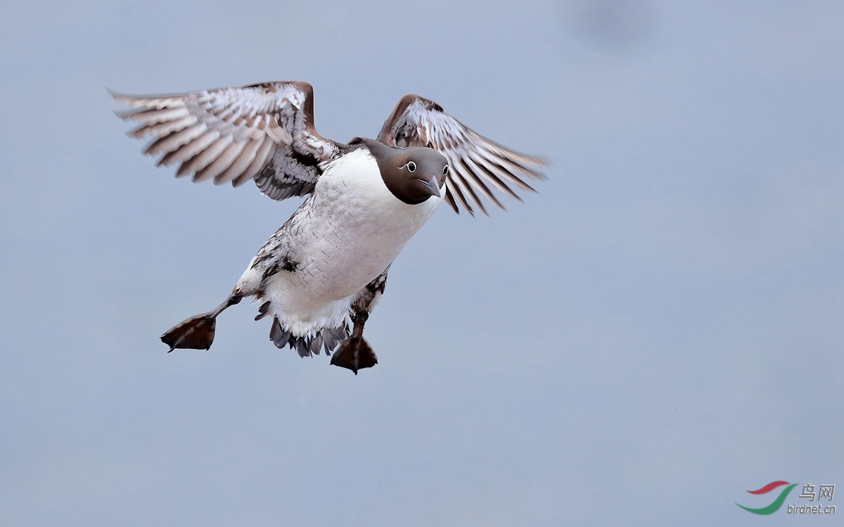 1崖海鸦common murre.jpg