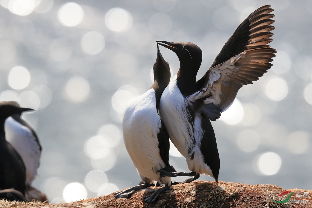 北欧之春——芬兰挪威拍鸟记