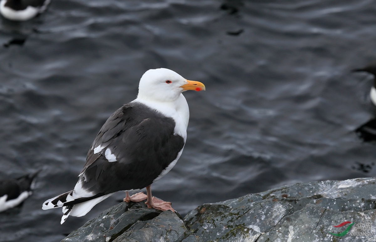 大黑背鸥great black-backed gull.jpg