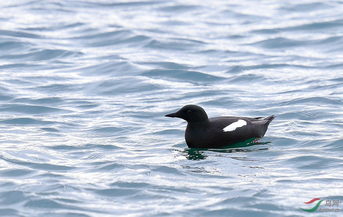 北欧之春——芬兰挪威拍鸟记