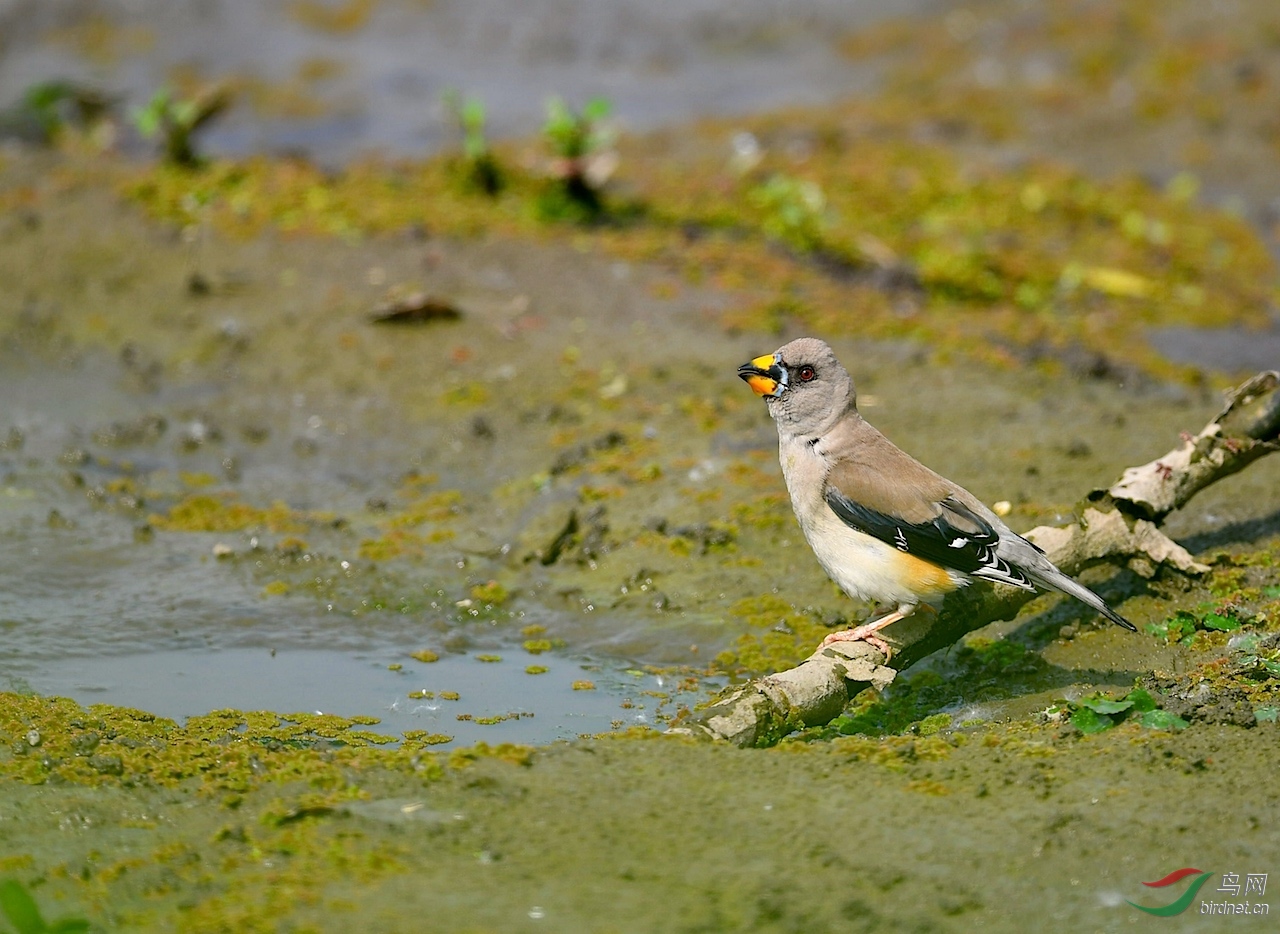 DSC_6296_����1.jpg