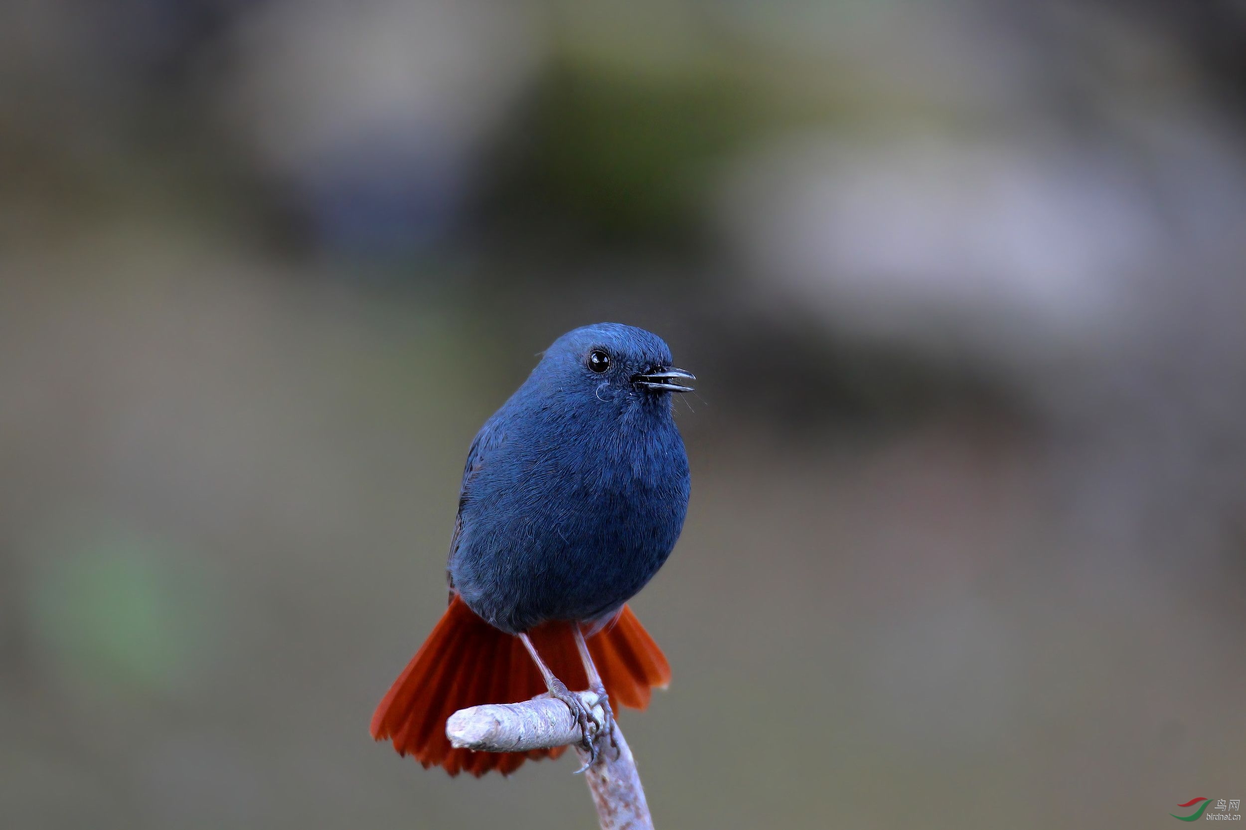 只有入门机和狗头也拍鸟玩(都说腾龙150-600镜头不好)