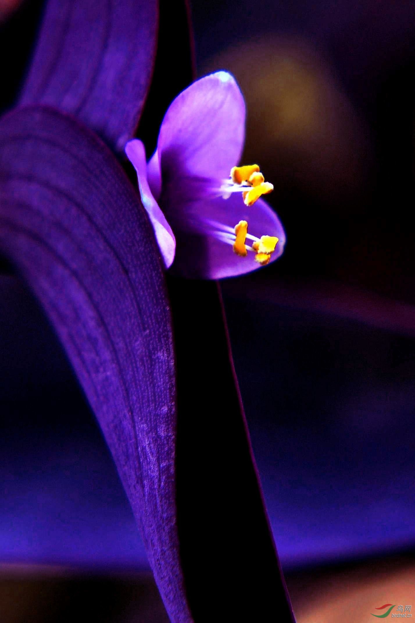 百花盛开紫幽兰图片