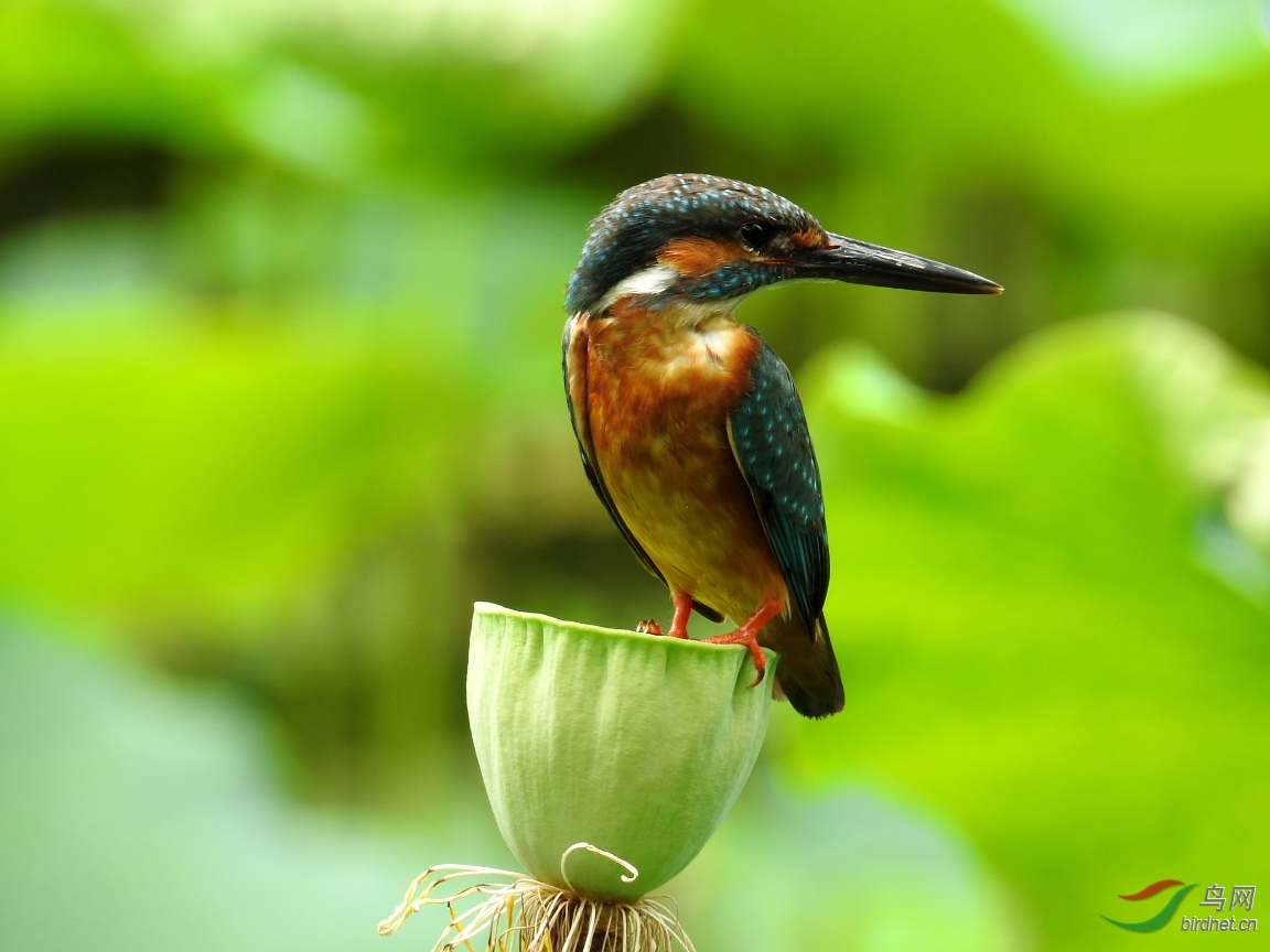 ������1500mm����10��