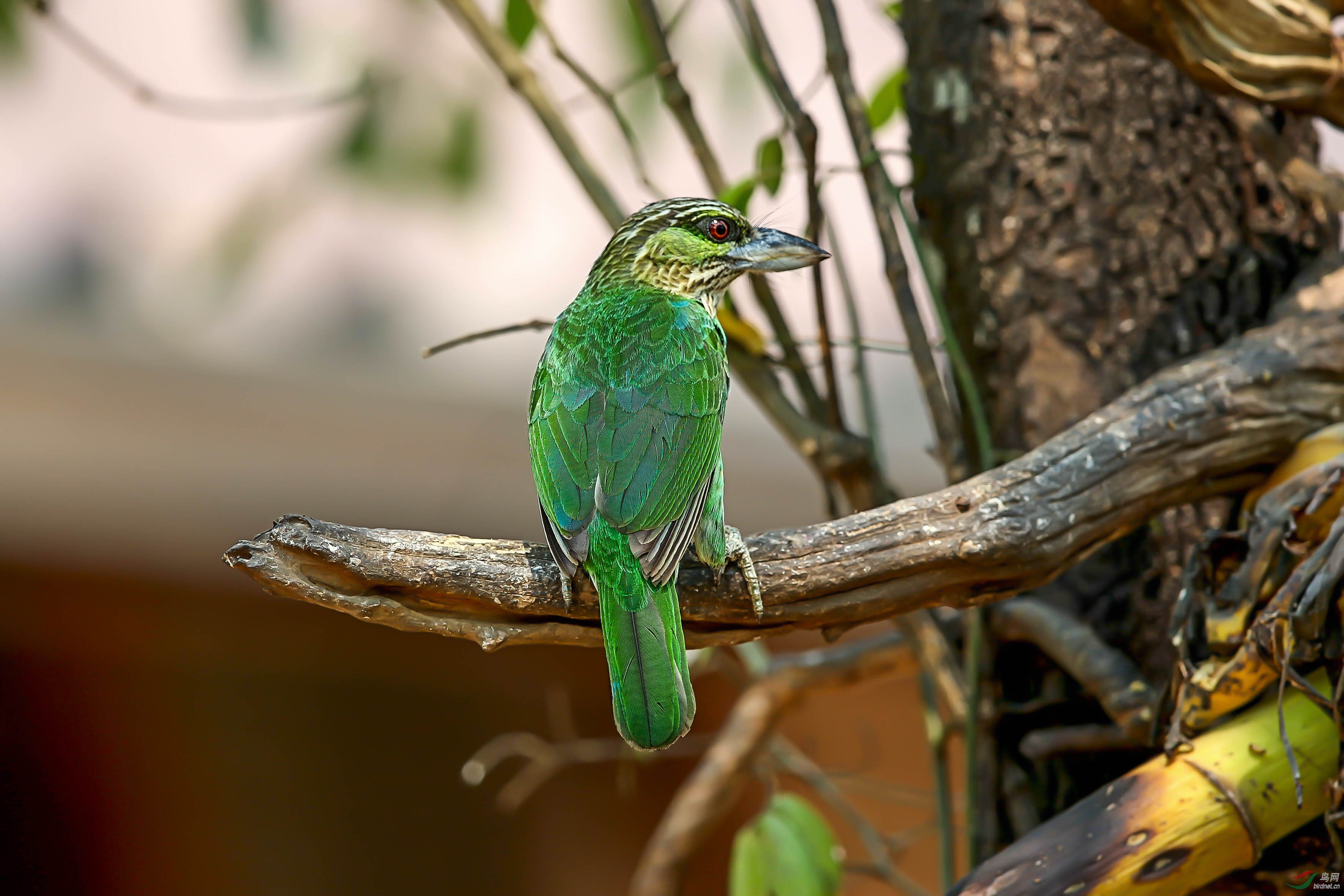 新周快乐!(黄纹拟啄木鸟)
