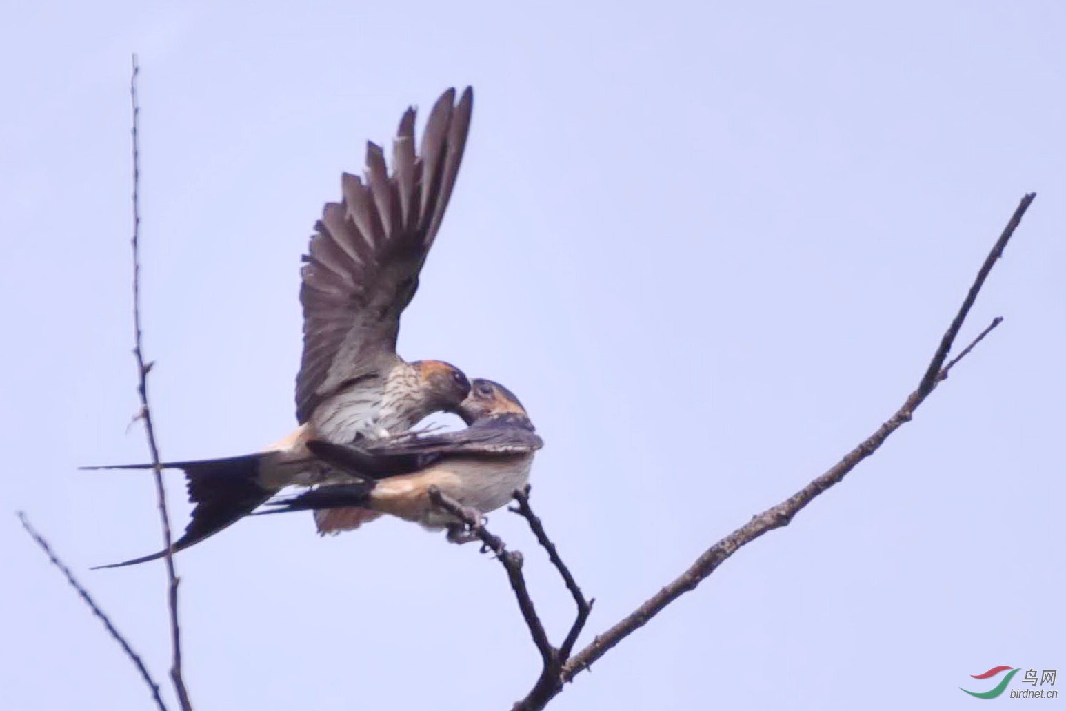 DSC_2940����1.jpg