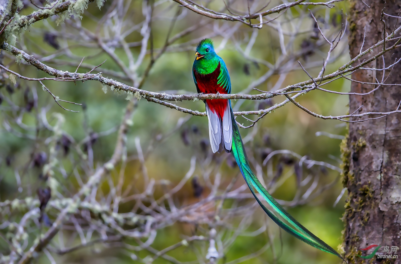 凤头绿咬鹃我要发言贺图获首页每日精华