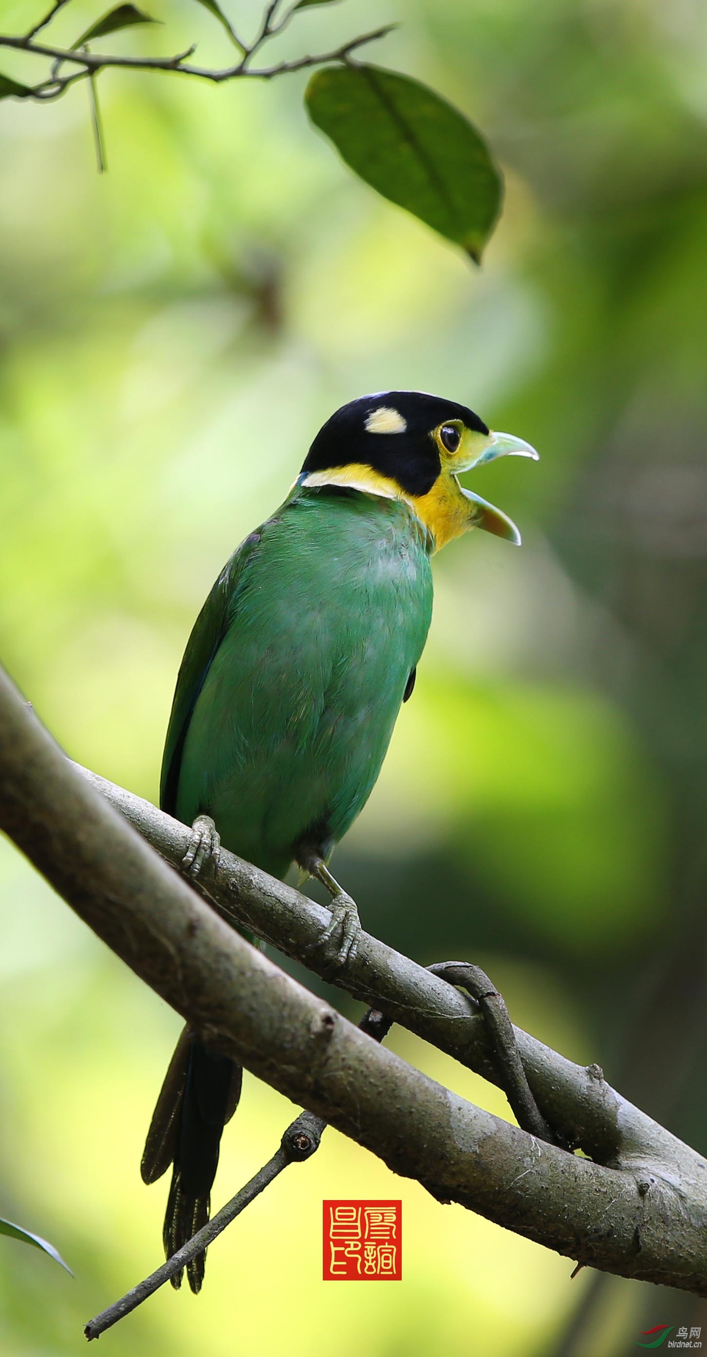 长尾阔嘴鸟