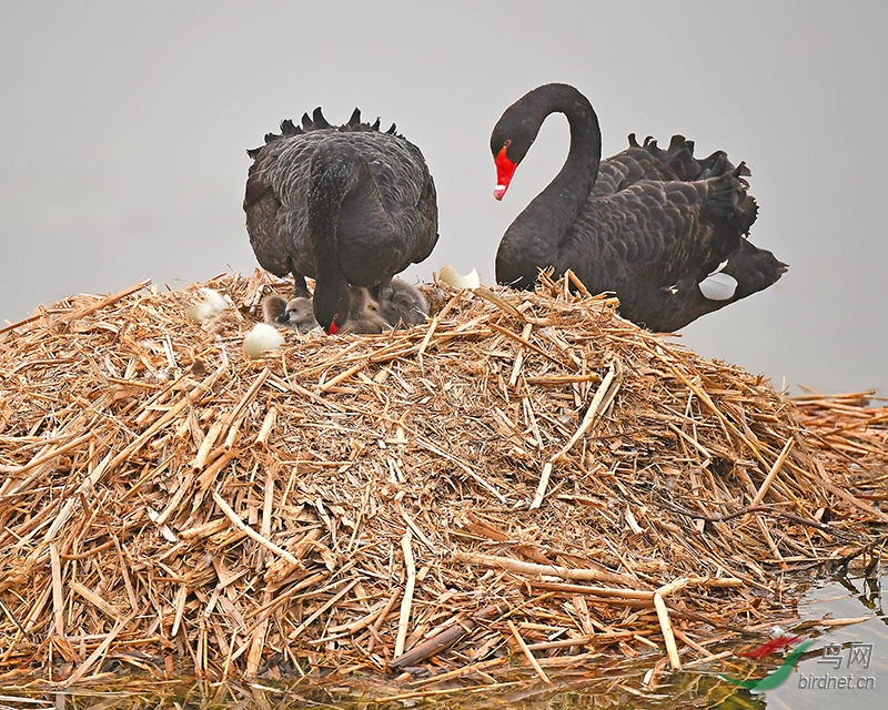 老天鹅精心照料破壳而出的小天鹅.