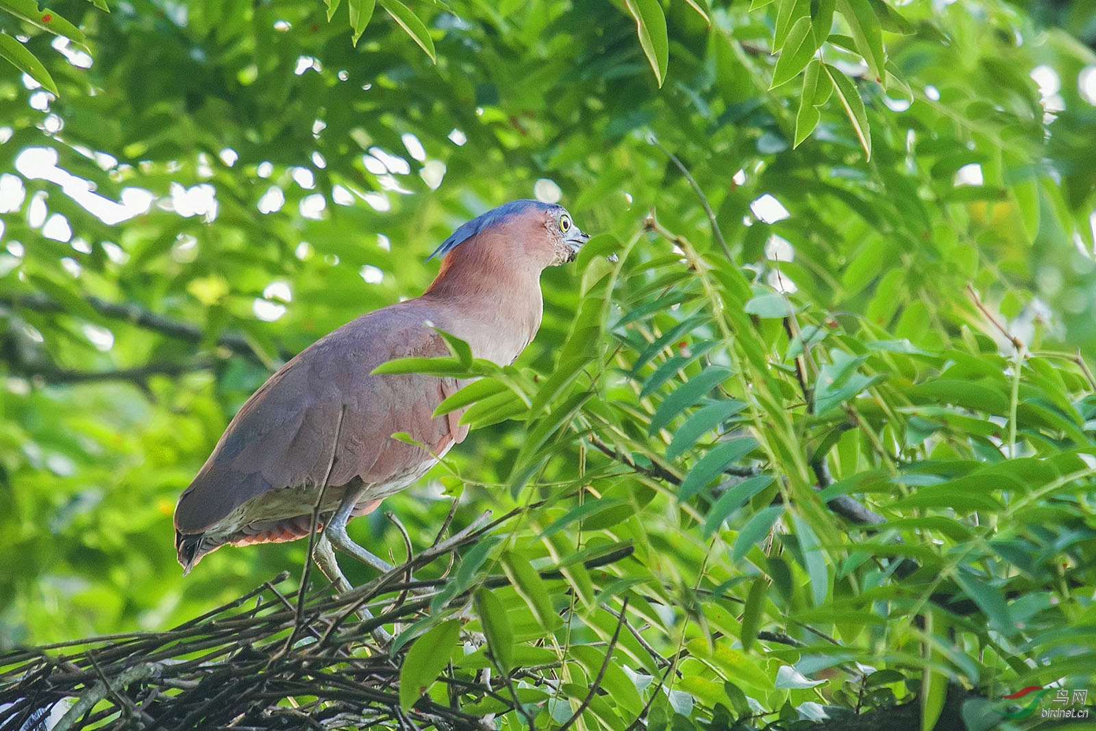 黒冠鳽珍稀鸟娄国家二级保护动物雄