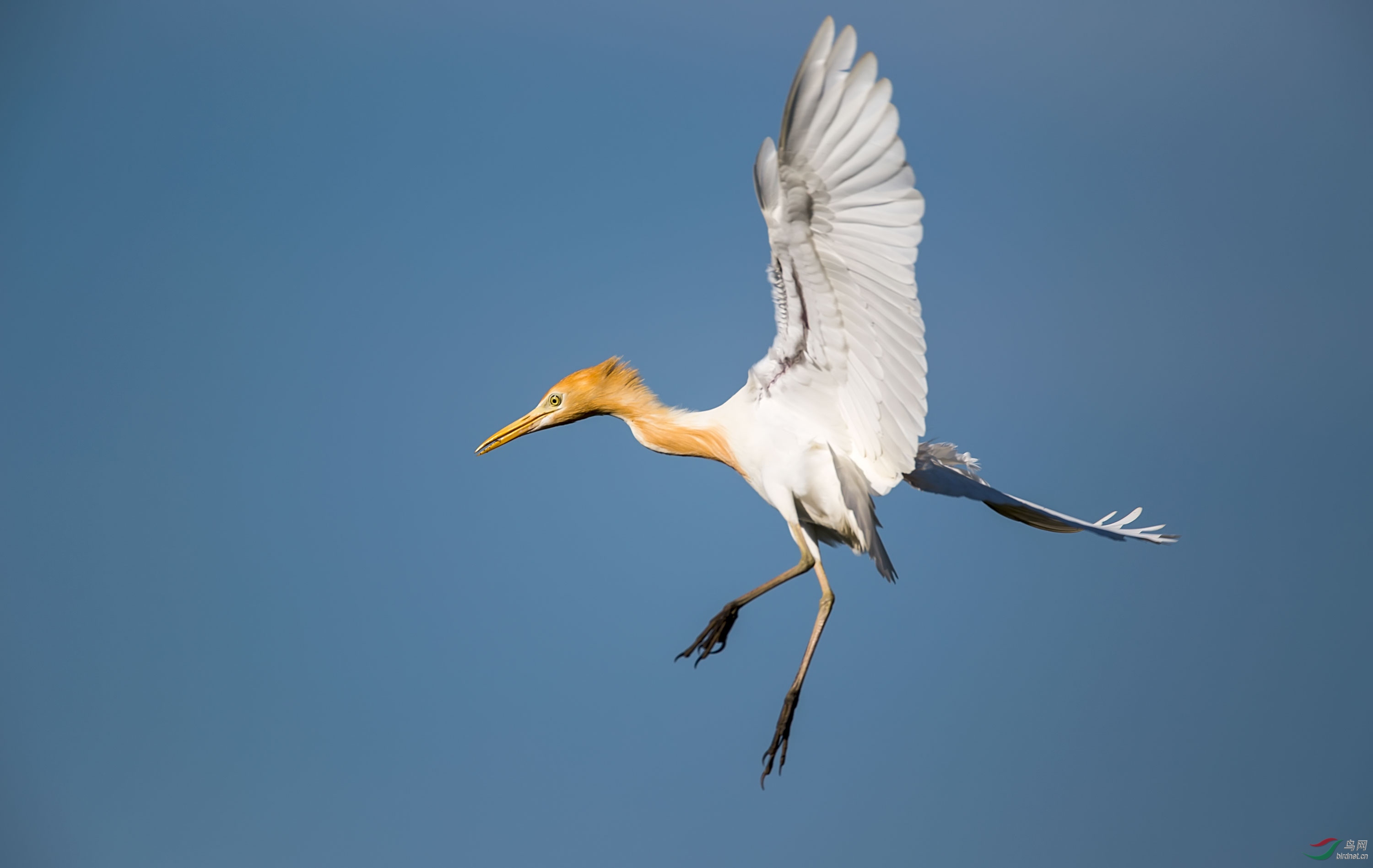 牛背鹭之飞姿