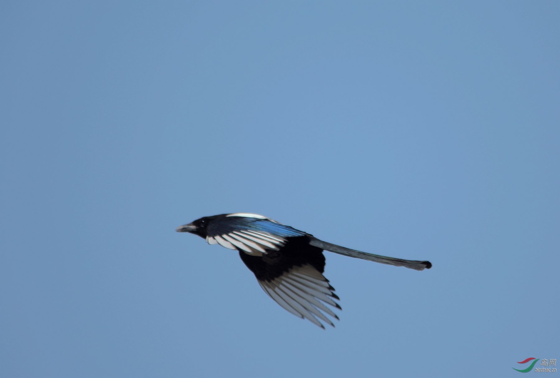 飞翔的喜鹊