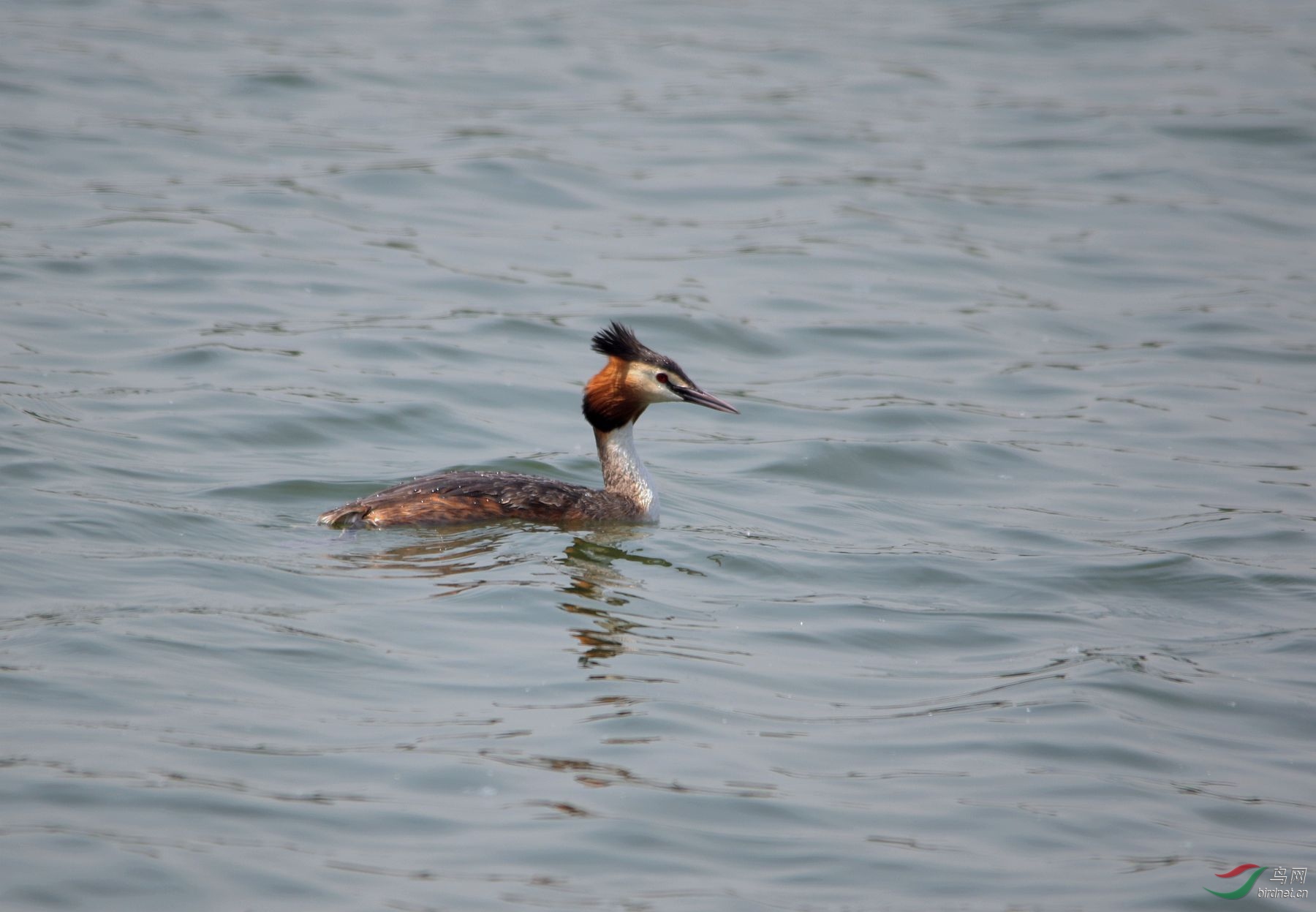北京颐和园的凤头䴙䴘