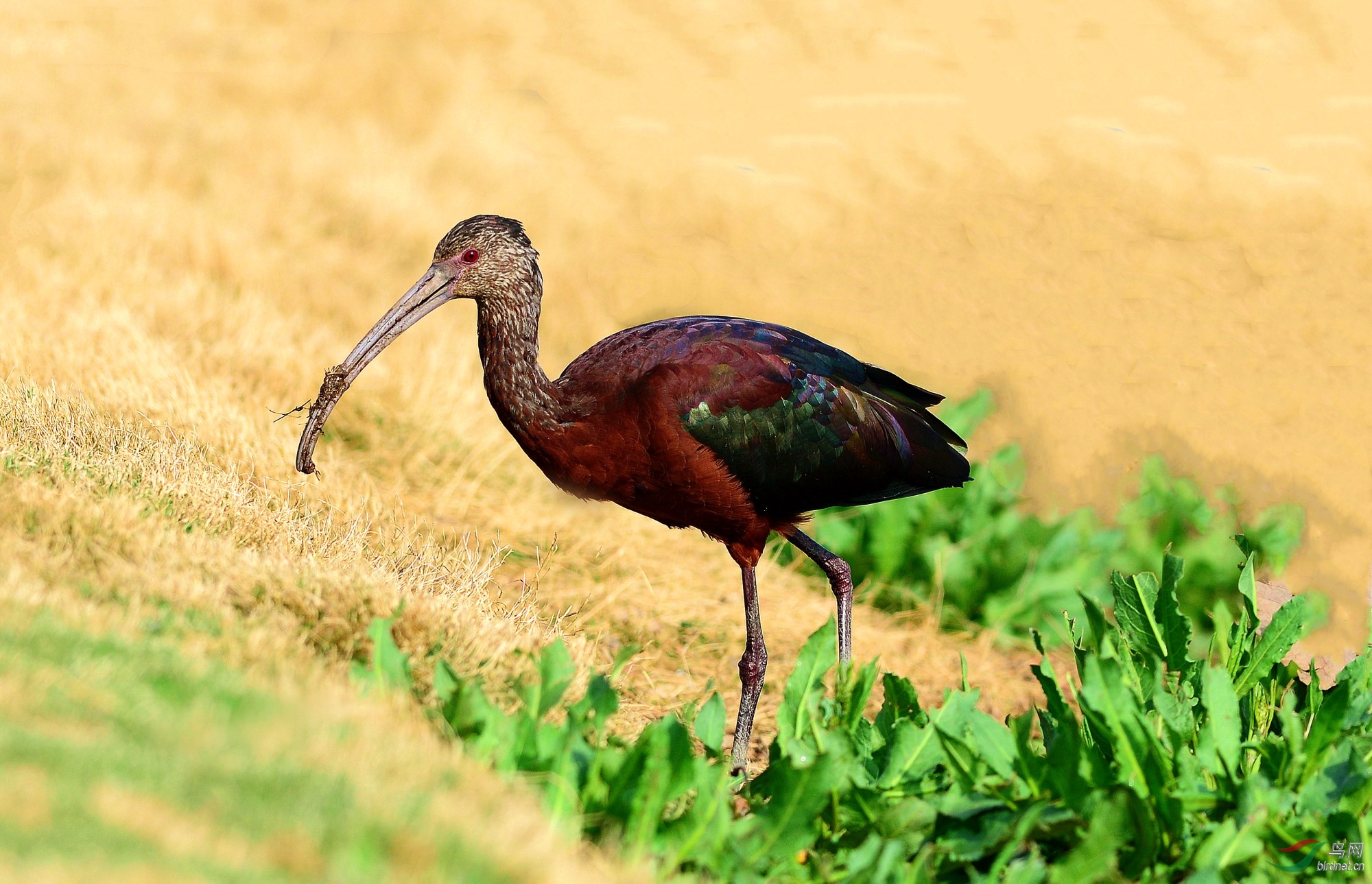 【北美洲拍的彩鹮】