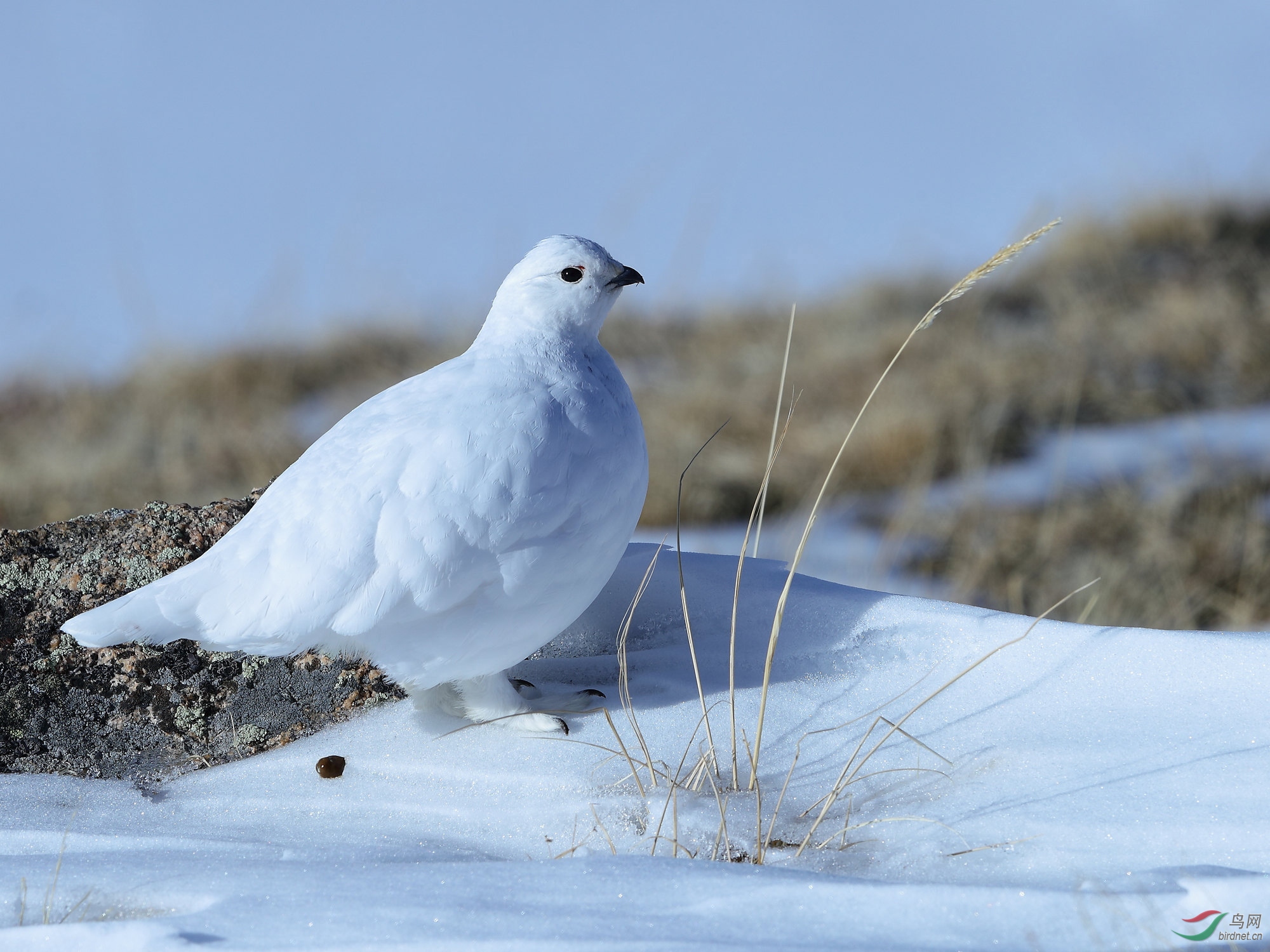 白尾雷鸟冬羽的白尾雷鸟贺图1获首页每日精华