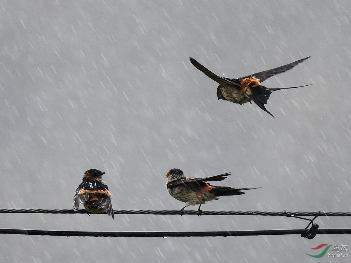 风雨中的燕子图片图片