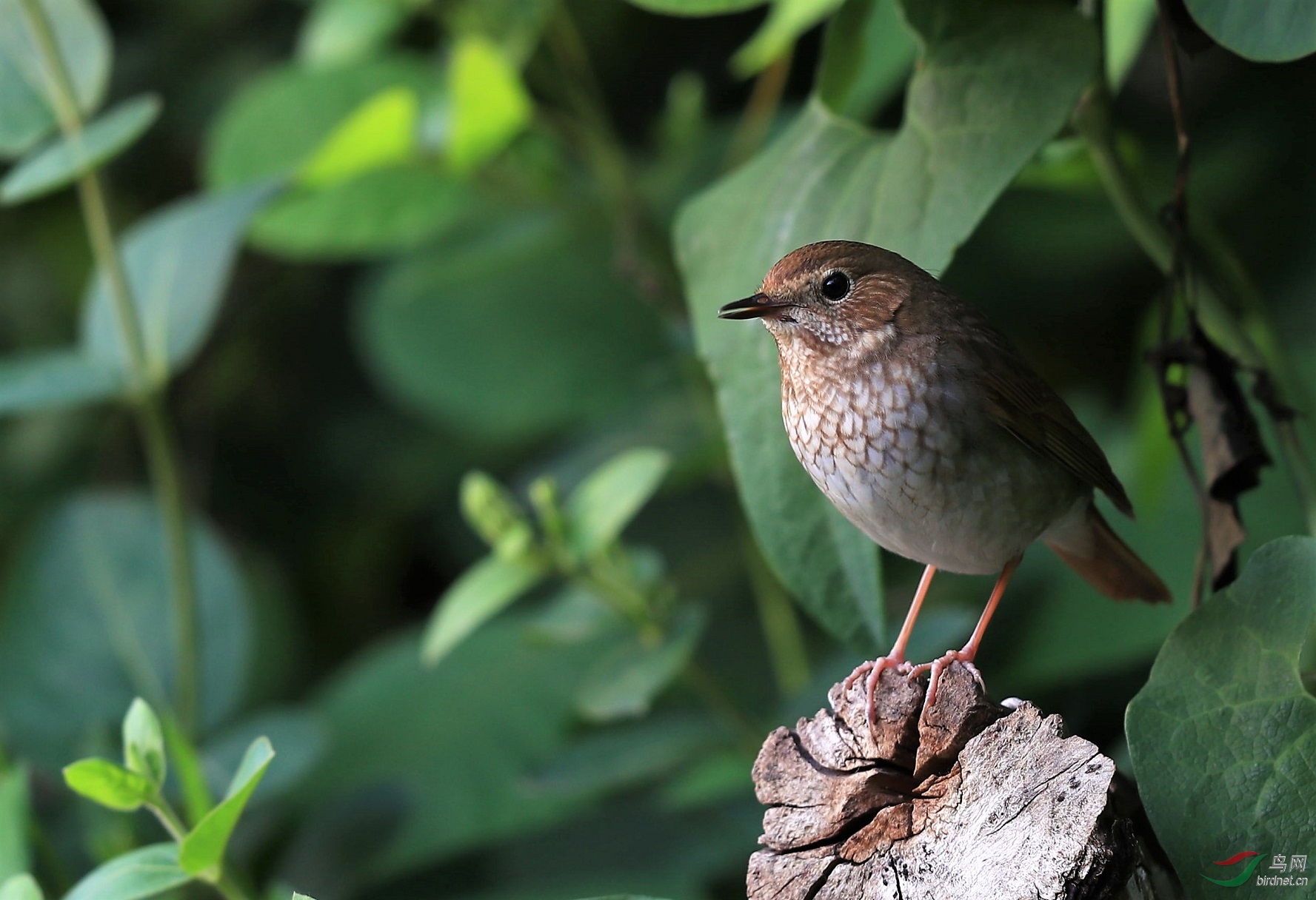 红尾歌鸲标准照