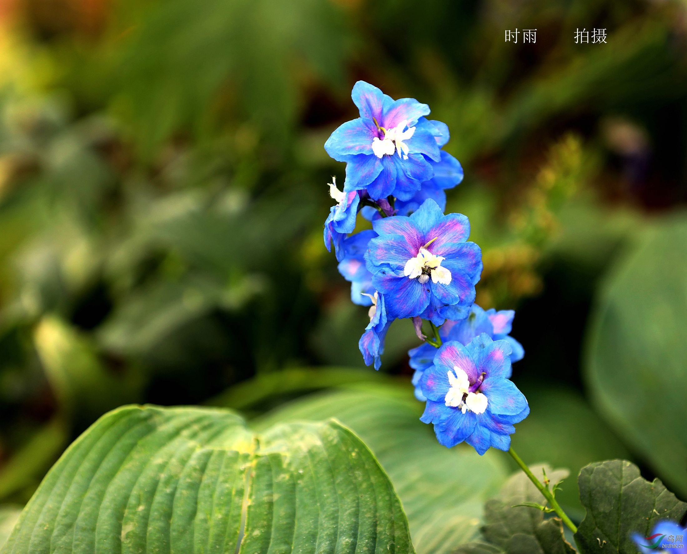 飞燕草