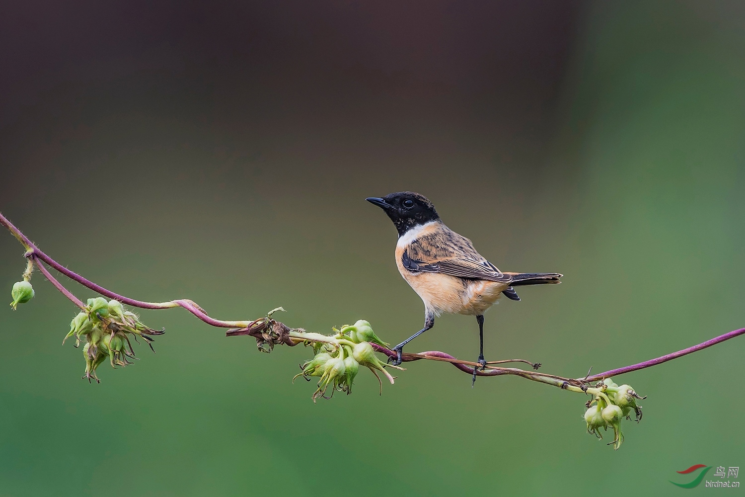 黑炭头黑喉石鵖