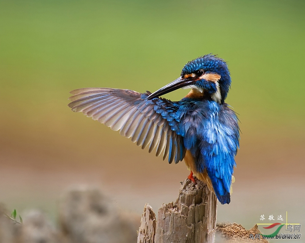 ����ʦ18ҳ177¥ͼ76