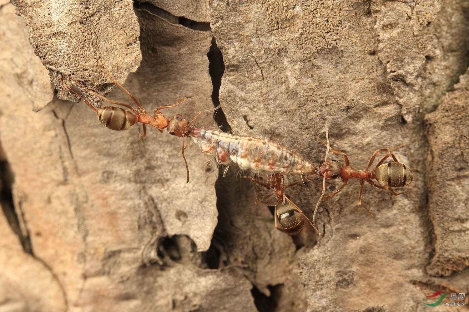 三只蚂蚁从树上搬运一条虫下来