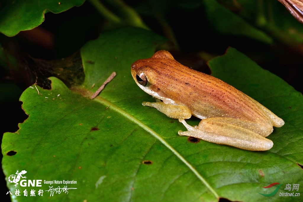 背条螳臂跳树蛙可能是在广西的新纪录在海南常见
