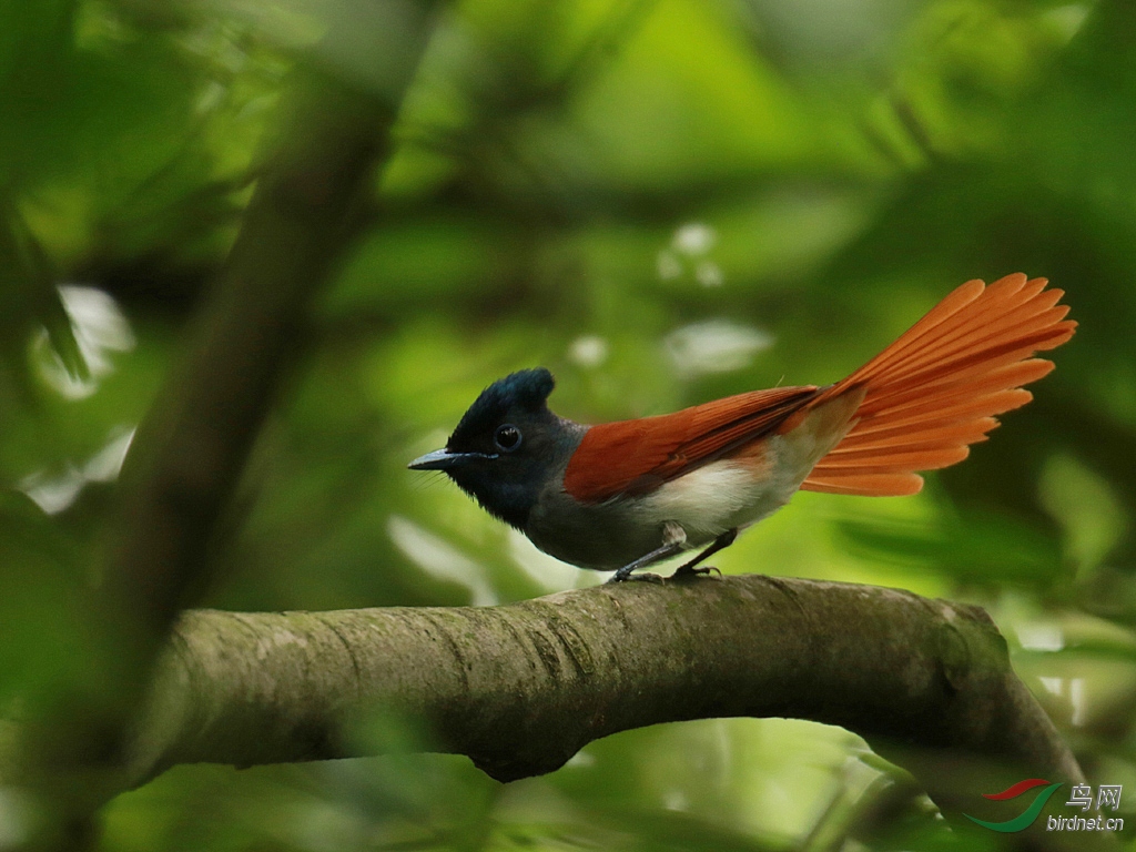 《密林里的一点红》——寿带鸟2张——祝师友们周三好!