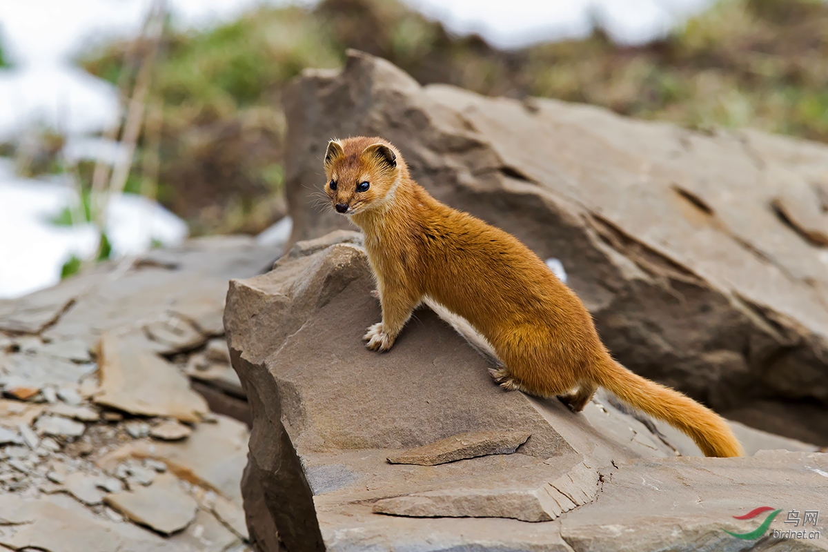 巴郎山上的香鼬