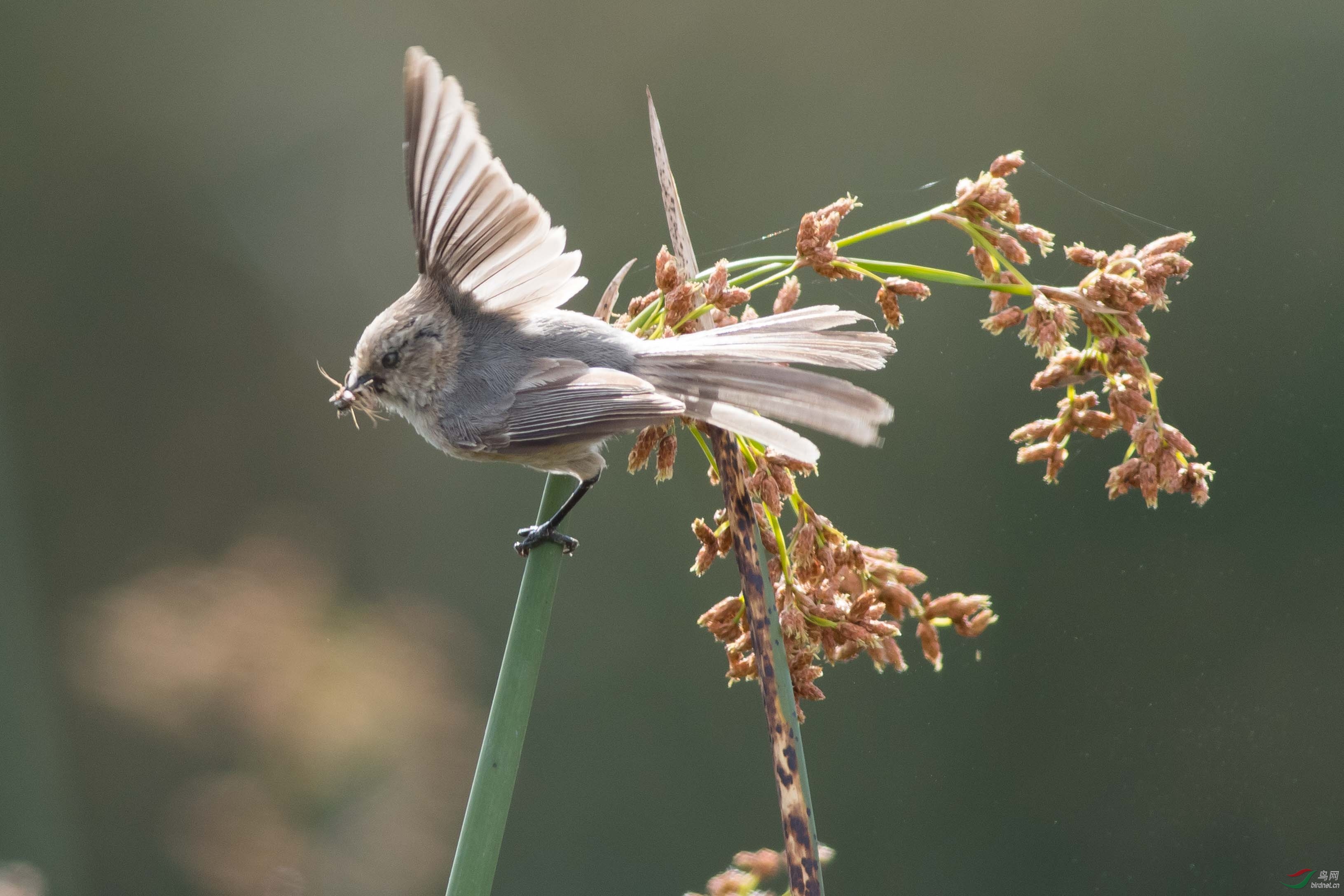 旧金山南湾芦苇中吃蜘蛛的小鸟