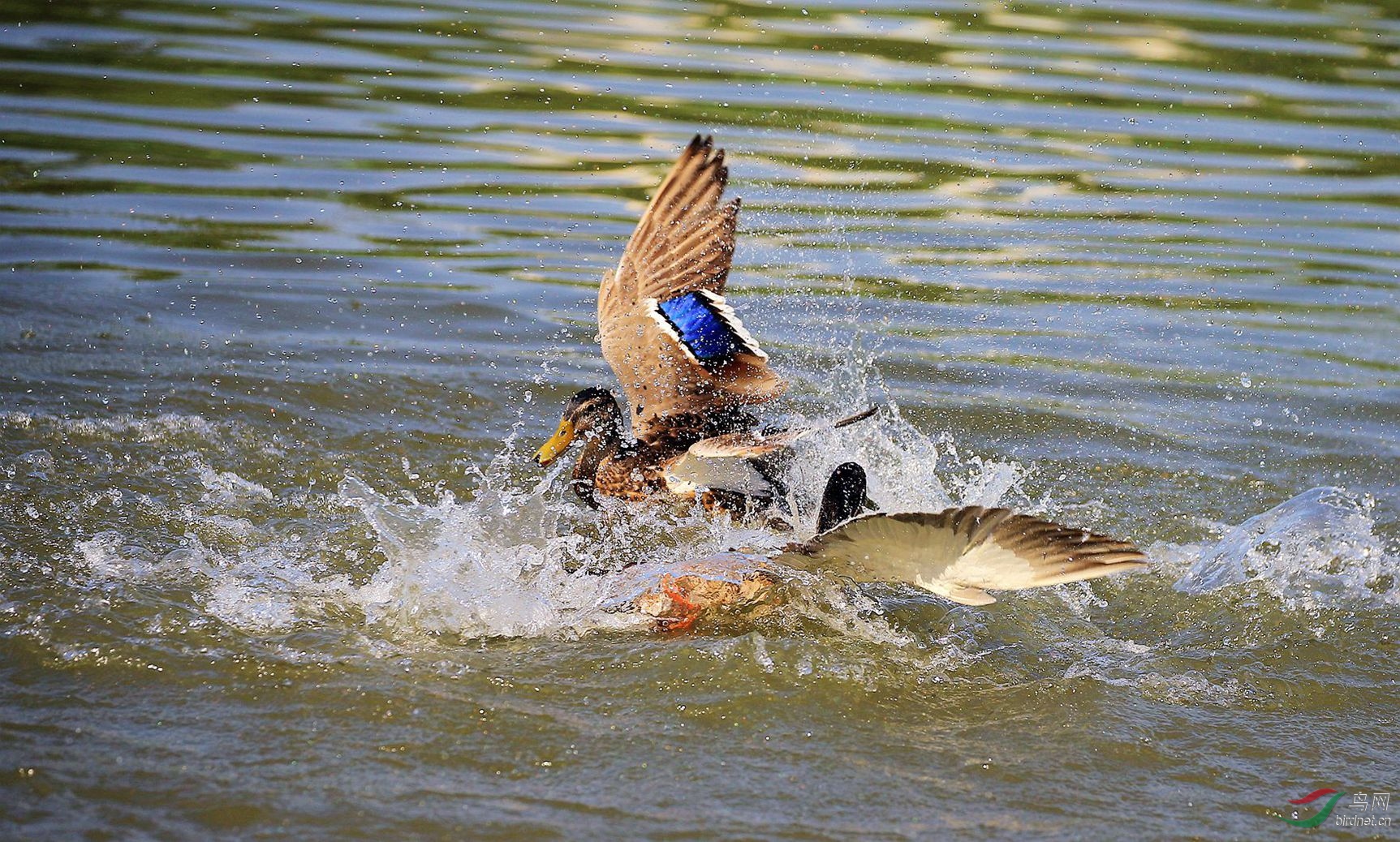 绿头鸭水上决斗组图之二