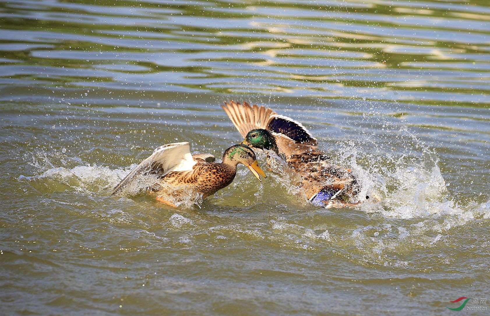 绿头鸭水上决斗组图之二