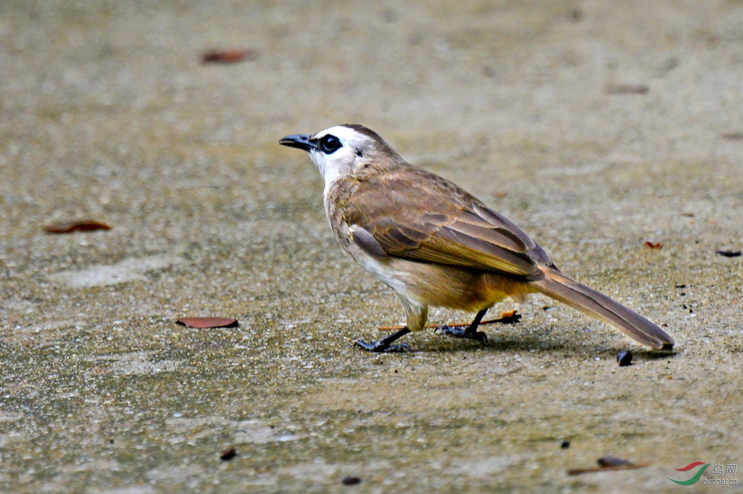 一组白眉黄臀鹎