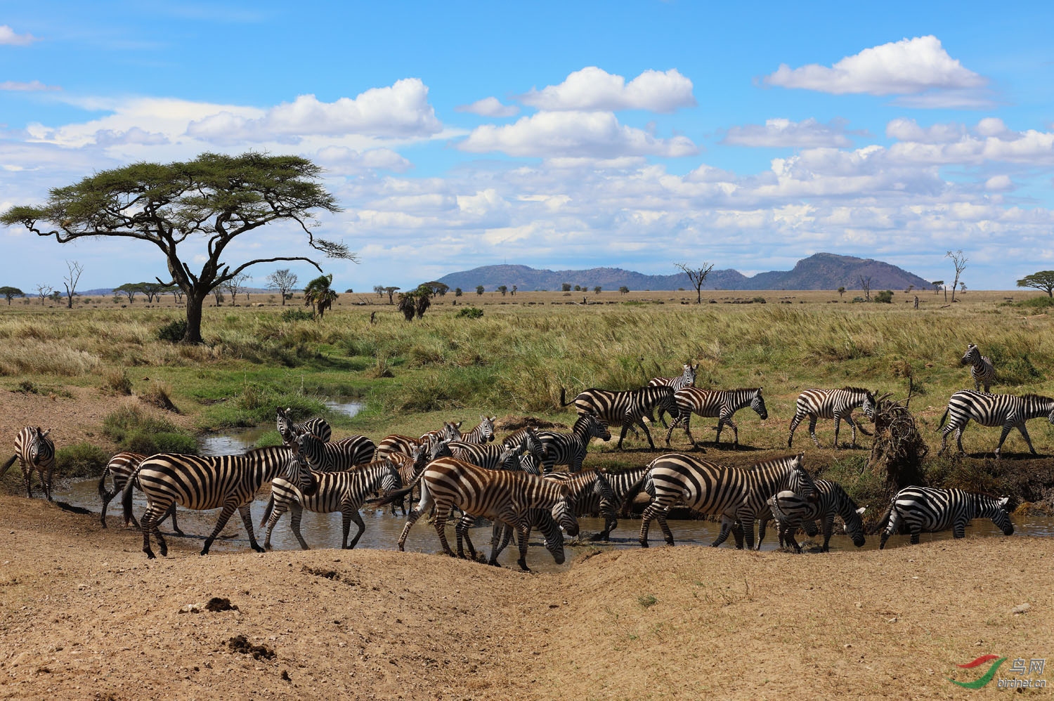 美丽的非洲草原
