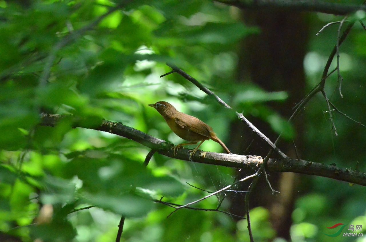 秦岭祥峪林间遇鸟