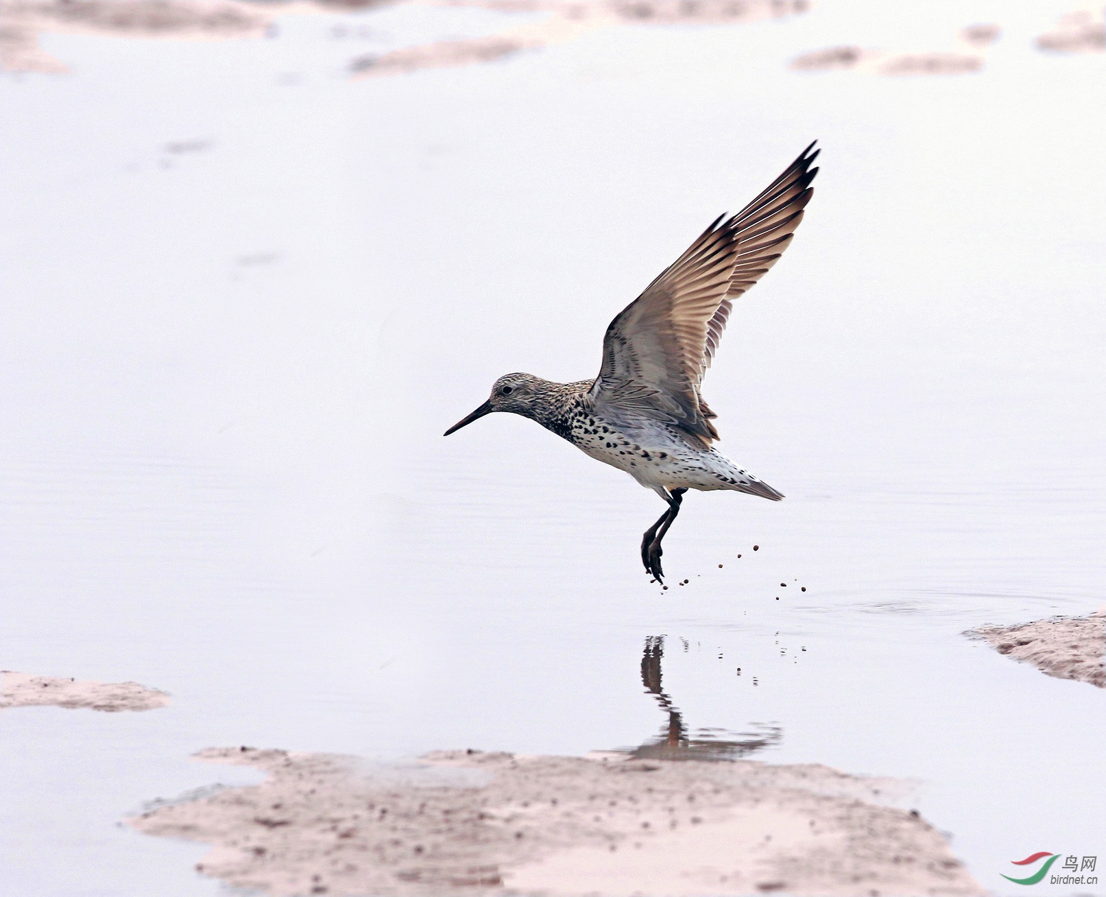 一只带脚环的外国鸟