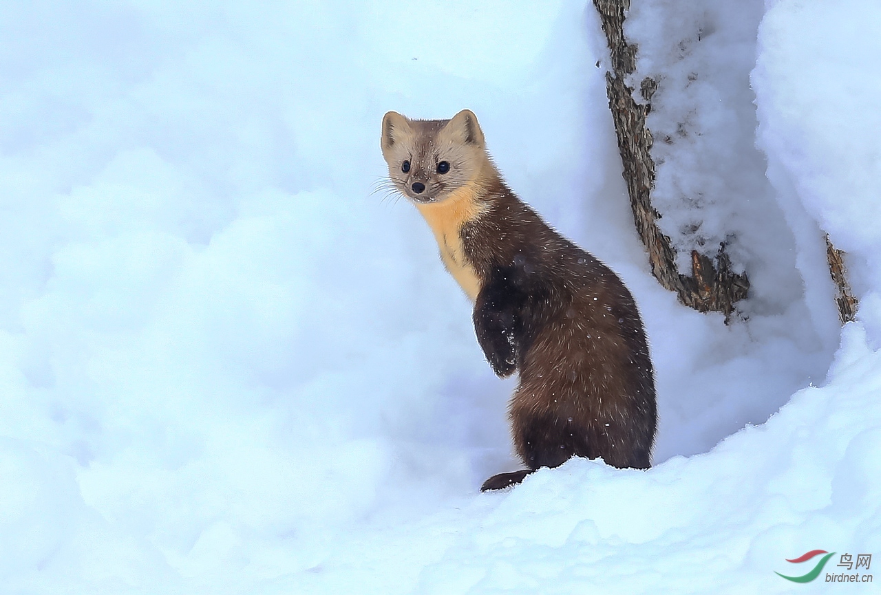 冰雪紫貂(祝賀榮獲首頁野生動物精華)