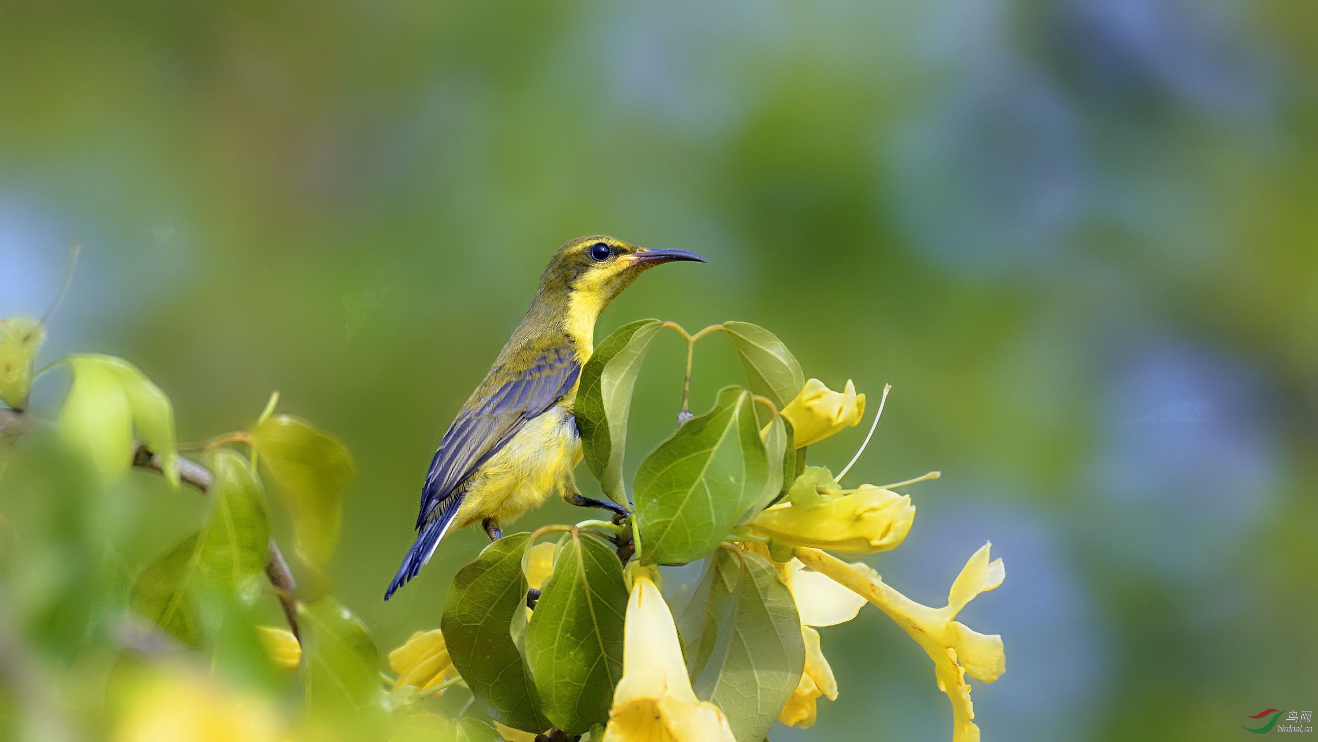 黄腹花蜜鸟