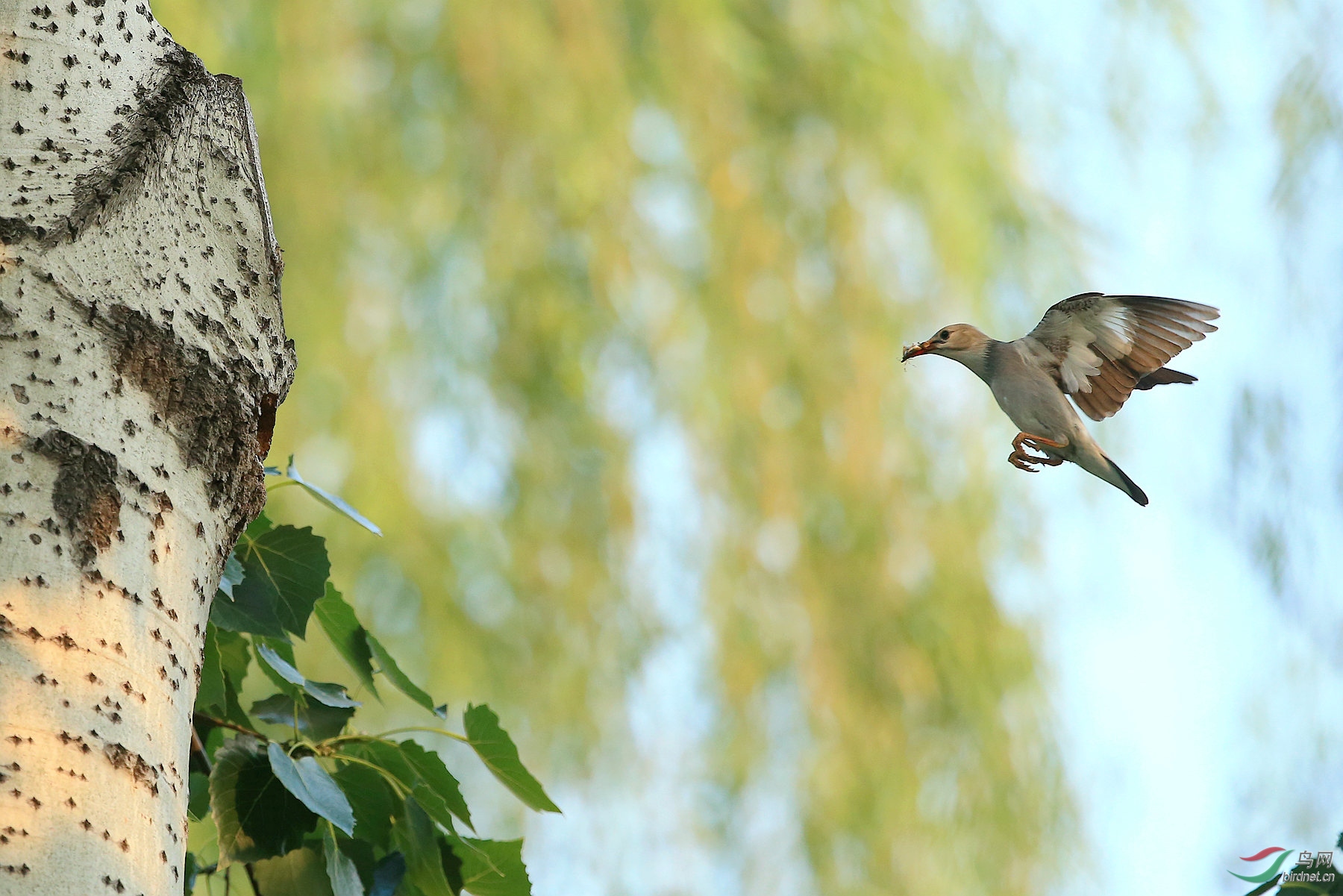林鸟回家看看丝光椋