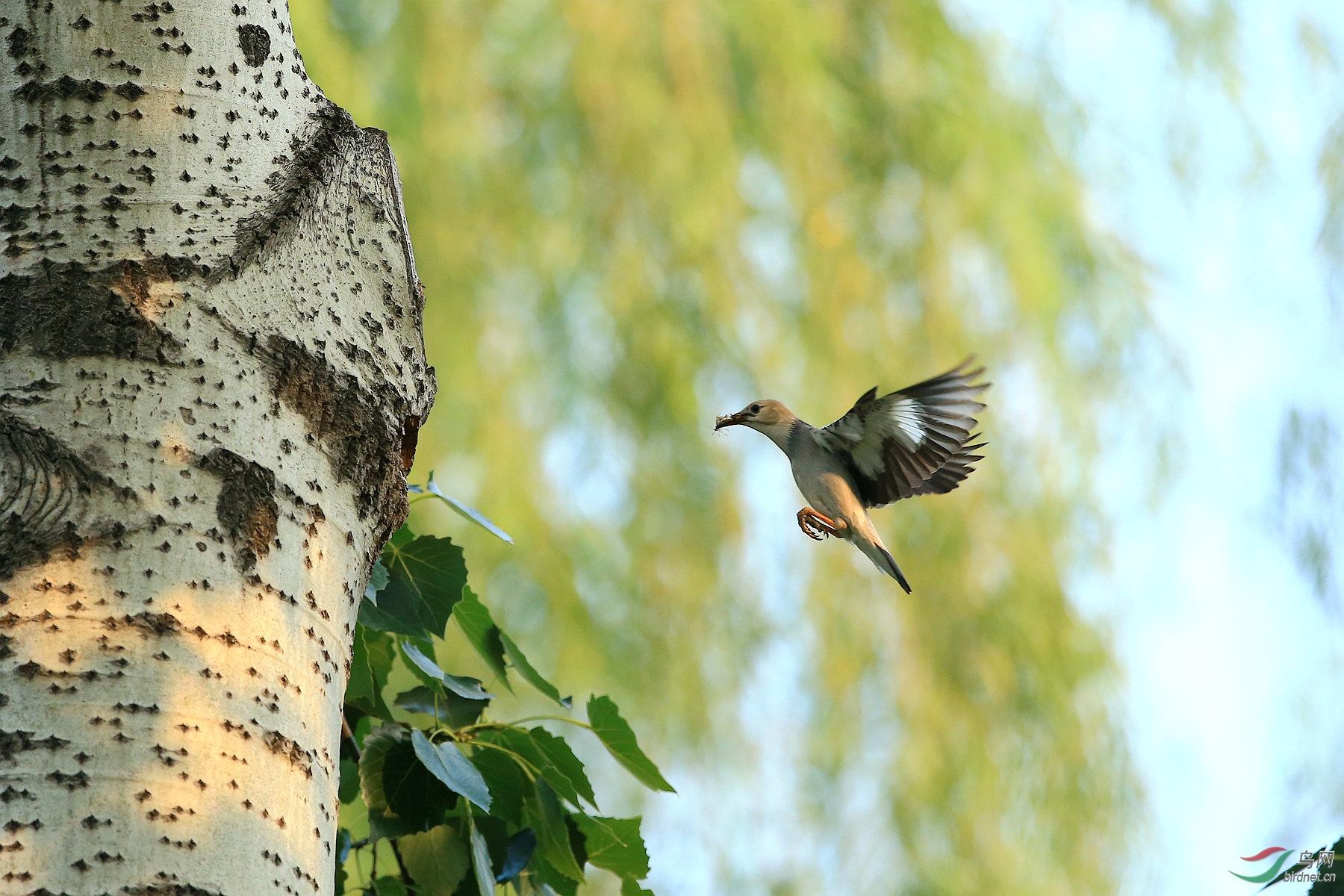 林鸟回家看看丝光椋