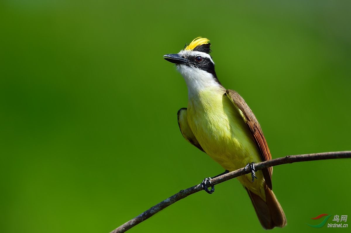大食蝇霸鹟大食蝇霸鹟祝贺获首页精华