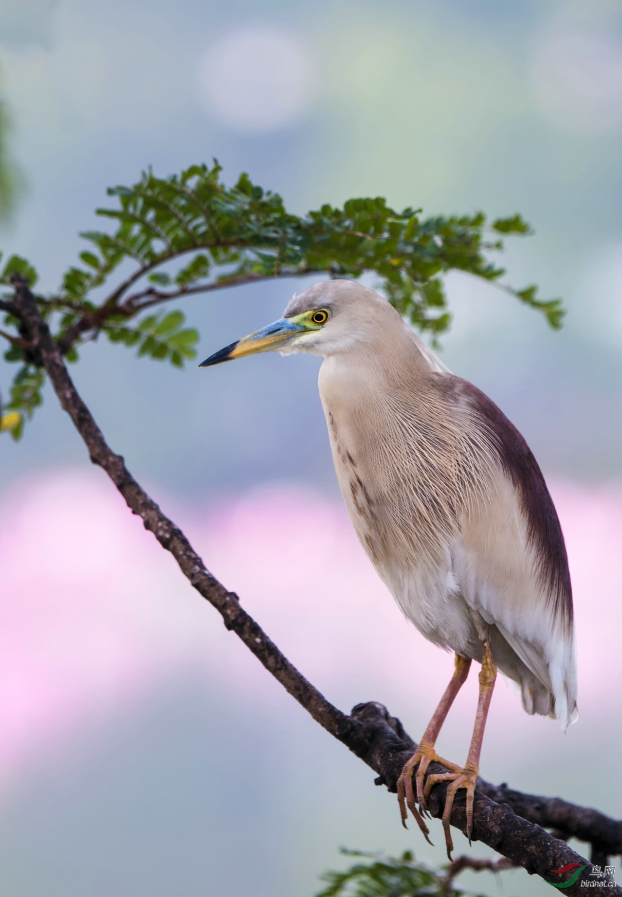高清版印度池鹭(繁殖羽)