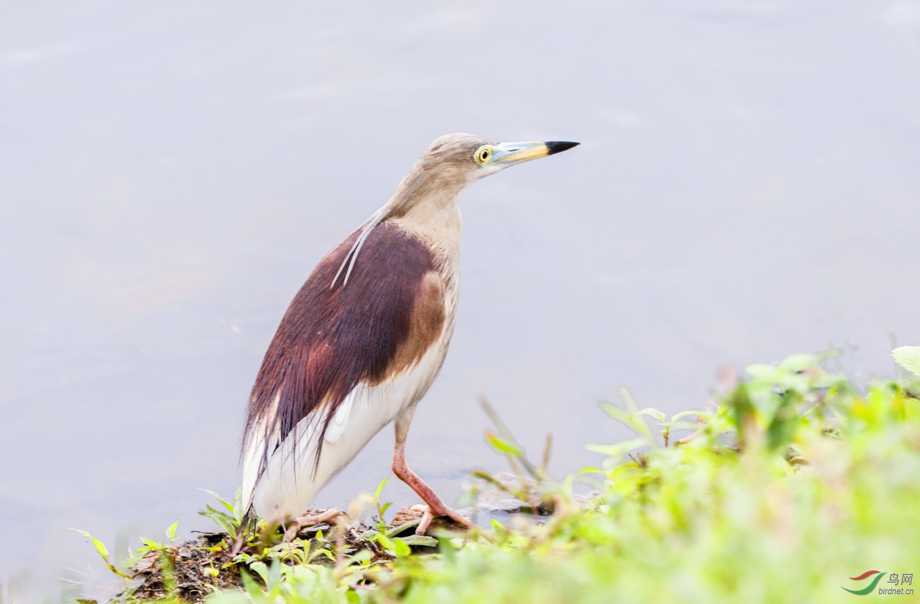 高清版印度池鹭繁殖羽