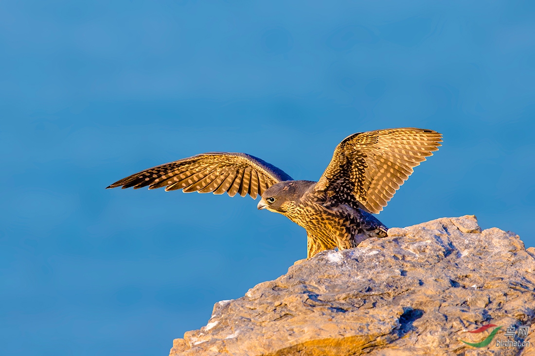 崖头亮翅周末愉快