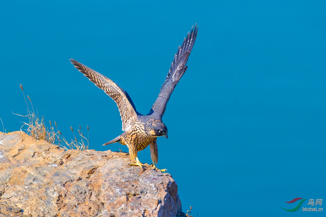 崖头亮翅周末愉快