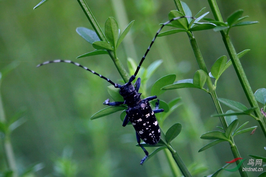 黑天牛和花天牛