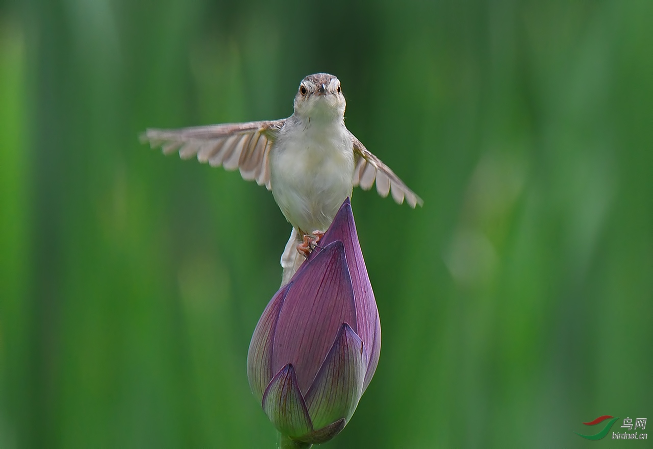DSC_4975.JPG